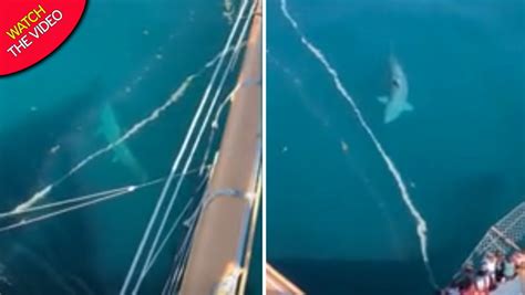gargantuan shark|cruise ship sees gigantic shark.
